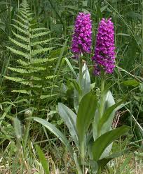 Dactylorhiza purpurella.jpg